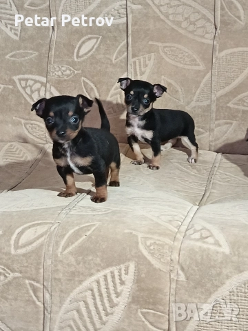 Пинчер мини 