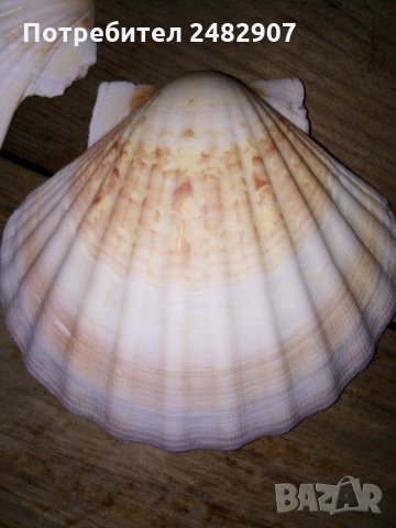 Океански миди, снимка 3 - Декорация за дома - 28106947