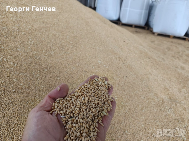 Продавам Слънчоглед, Пшеница и Овес, реколта 2025г., снимка 6 - За селскостопански - 51316517