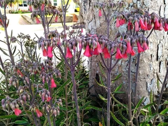 Лечебно цъфтящо каланхое, снимка 2 - Стайни растения - 53215069