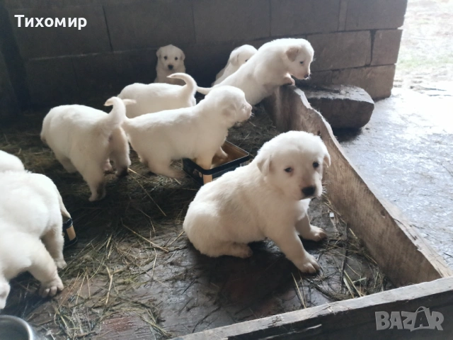 Алабай , снимка 3 - Алабай - 53407632