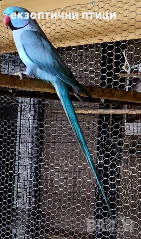 Продавам мъжки м. Александър 