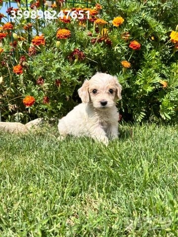 Кокери, снимка 1