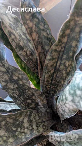 Sansevieria (star canyon granite), снимка 2 - Стайни растения - 49425505