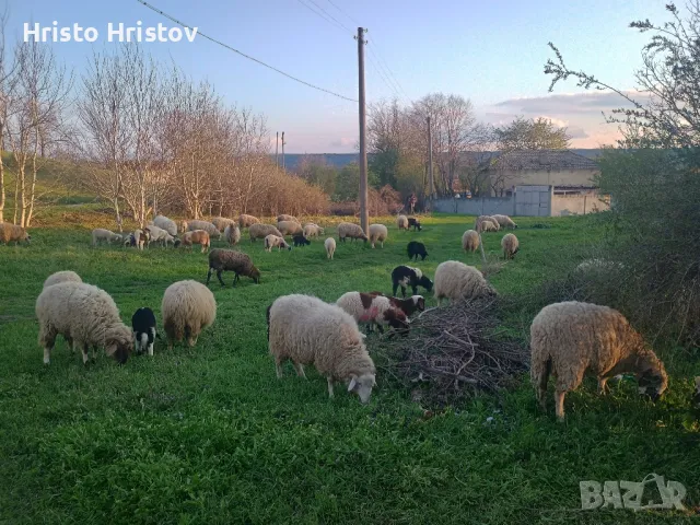 Овче мляко , снимка 1