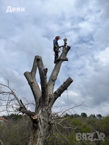 Рязане и кастрене на опасни дървета | Алпийски способ | Арборист, снимка 10 - Други услуги - 53585256