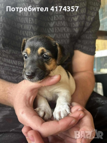 Джак ръсел териер , снимка 8 - Джак ръсел териер - 52822970