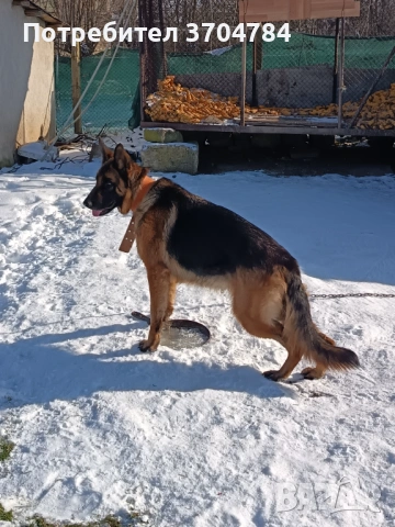 Продавам немска овчарка , снимка 10 - Немска овчарка - 53163238