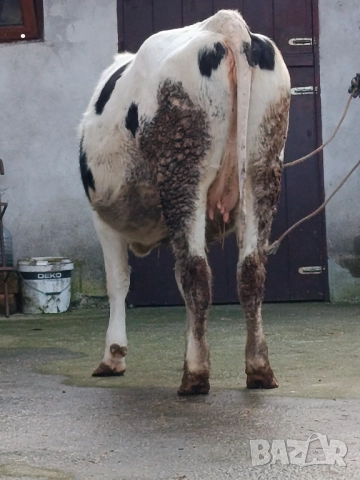 Продавам бременни юници , снимка 17 - Крави - 52893451