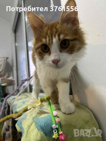 Подарявям Ангорско коте, снимка 10 - Ангорски - 52929199