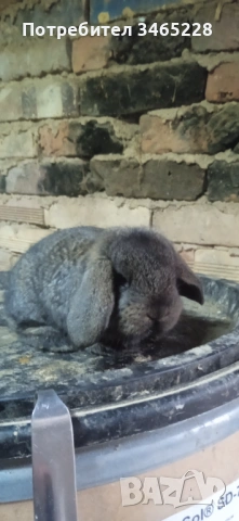 Кочовати зайци