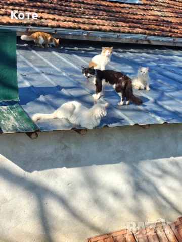 Котки спешно търсят домове - подаряват се, снимка 1