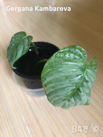 Philodendron Sodiroi , снимка 3 - Стайни растения - 50507420