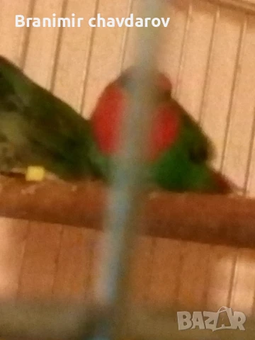 продавам амадини , снимка 10 - Амадини - 51182745