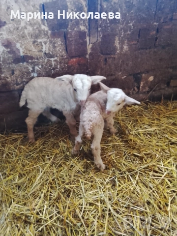 Свободни ярета 