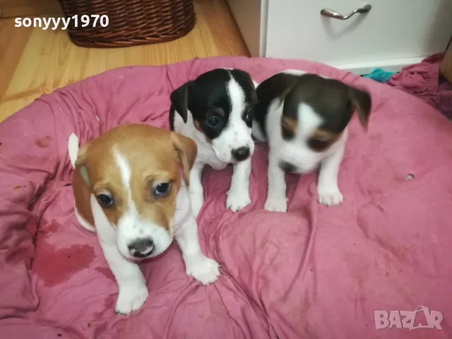 ПРОДАВАМЕ КУЧЕНЦА ДЖАК РЪСЕЛ-УНИКАЛНИ СЛАДУРИ 2701250647