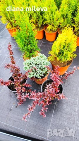 Промо пакет от 5 бр студоустойчиви растения!