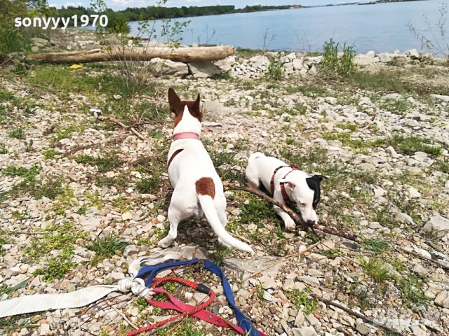 джакове-видин 1505221539, снимка 9 - Джак ръсел териер - 36767185
