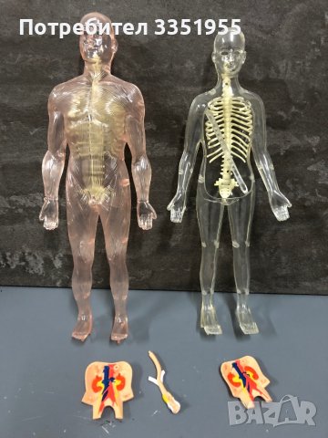 Модели на човешкото тяло Deagostini, снимка 1 - Образователни игри - 44097458