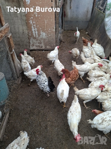 Продавам кокошки порода лехорт 