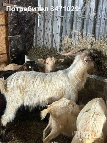 пръч , снимка 3 - Кози - 53051004