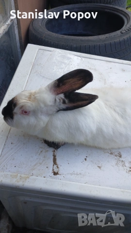 Продава се женска готова за разплод, снимка 2 - Други животни - 53405227