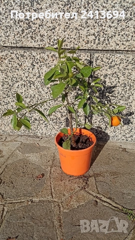 каламондин, снимка 2 - Градински цветя и растения - 53140374