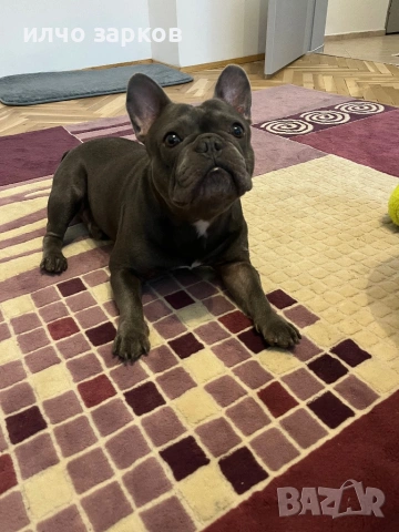 Френски булдог за разплод, снимка 5 - Френски булдог - 43158986