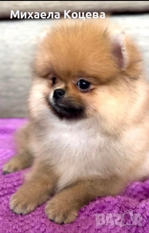 Мини Померани 