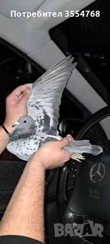 Продавам спортни гълъби 