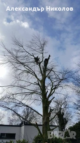 озеленяване рязане на високи дървета чистене на градини оформяне на жива плет , снимка 16 - Строителни работници - 53126101