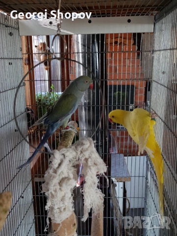 Малак Александър , снимка 4 - Папагали - 53177086