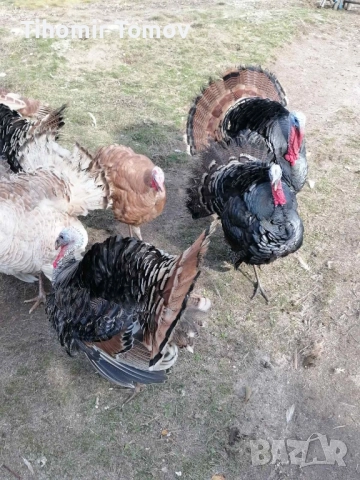 продавам домашно гледани пуйки пуяци , снимка 6 - Кокошки и пуйки - 52243231