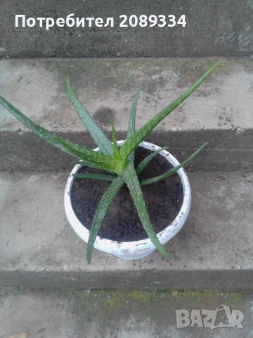Алое Вера, снимка 5 - Стайни растения - 52438511