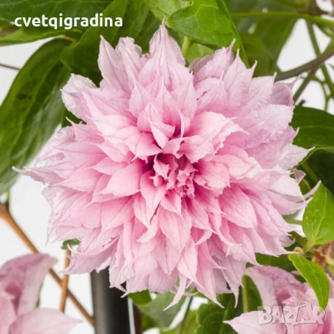 Clematis ‘Multi Pink’ (Клематис Мулти Пинк), снимка 2 - Градински цветя и растения - 50938193