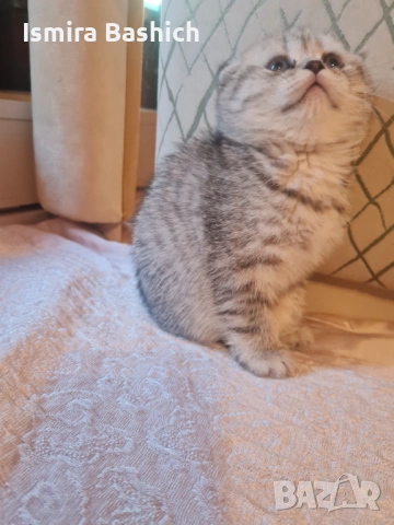Британчета , снимка 2 - Британска късокосместа - 53086558