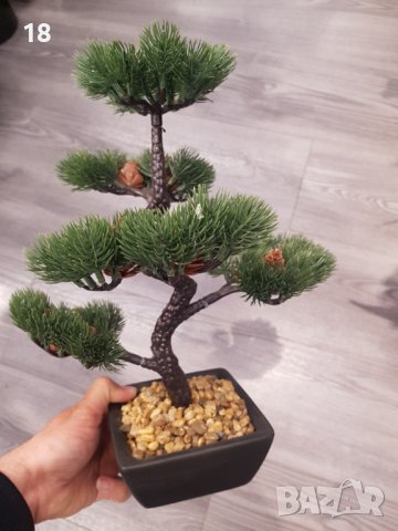 Бонсай , Бонзай