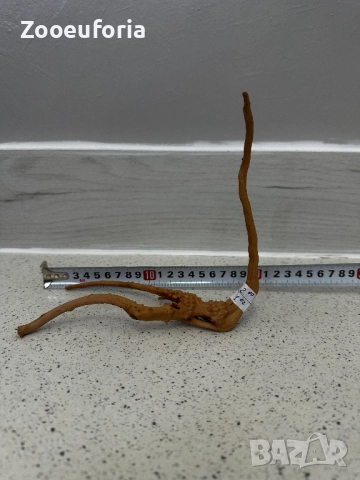 Корен Азалия 8, снимка 1