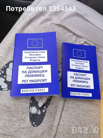 Чихуахуа с паспорт и вакини две, снимка 10 - Чихуахуа - 53114756