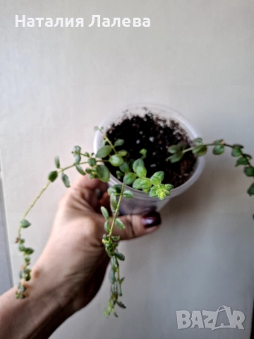 Колумнея, columnea microphylla, снимка 2 - Стайни растения - 52328749