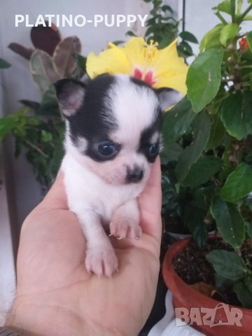 Момиченце мини чихи, снимка 6 - Чихуахуа - 38863767