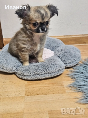 Мини чихуахуа 