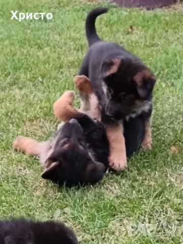 Малки немски овчарки, снимка 18 - Немска овчарка - 52557703