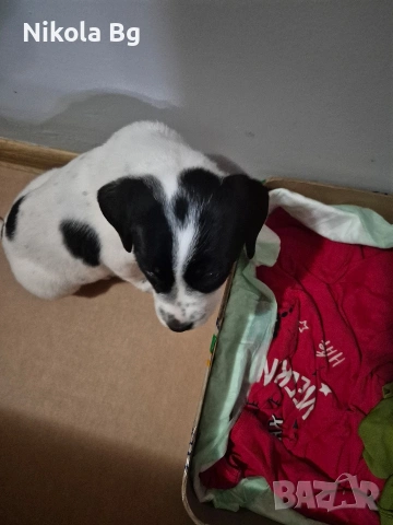 продаваме лабрадор , снимка 13 - Лабрадор ретривър - 53063685