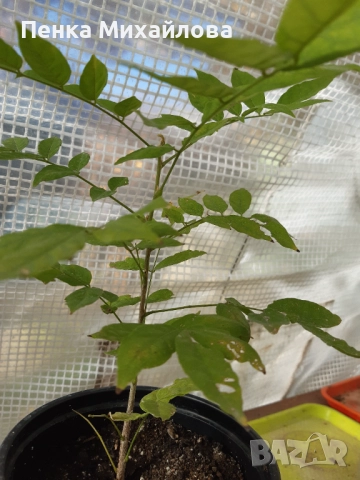 Кадифен боб (Mucuna pruriens), снимка 1