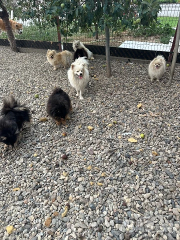 Померан, снимка 5 - Померан - 51081253