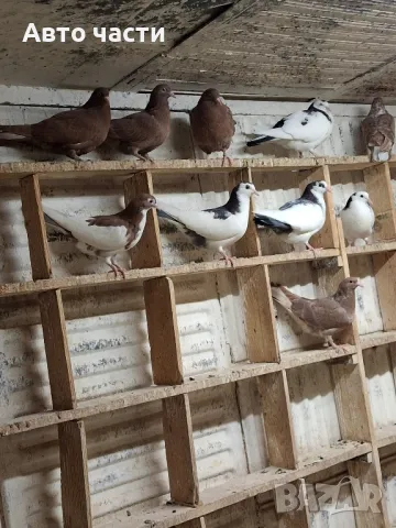 пазарджишки високолетачи гълаби те са стар ДЖИНС , снимка 9 - Гълъби - 48211259