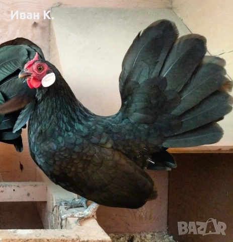 Продавам черен Розкомб., снимка 14 - Кокошки и пуйки - 40147963