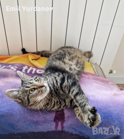 СПЕШНО! Мъжко котенце на около 5 месеца, снимка 13 - Други - 52695271