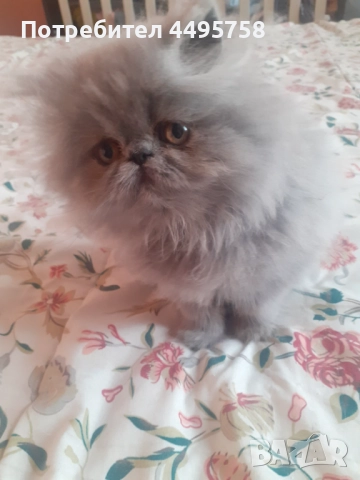 Персийски котенца